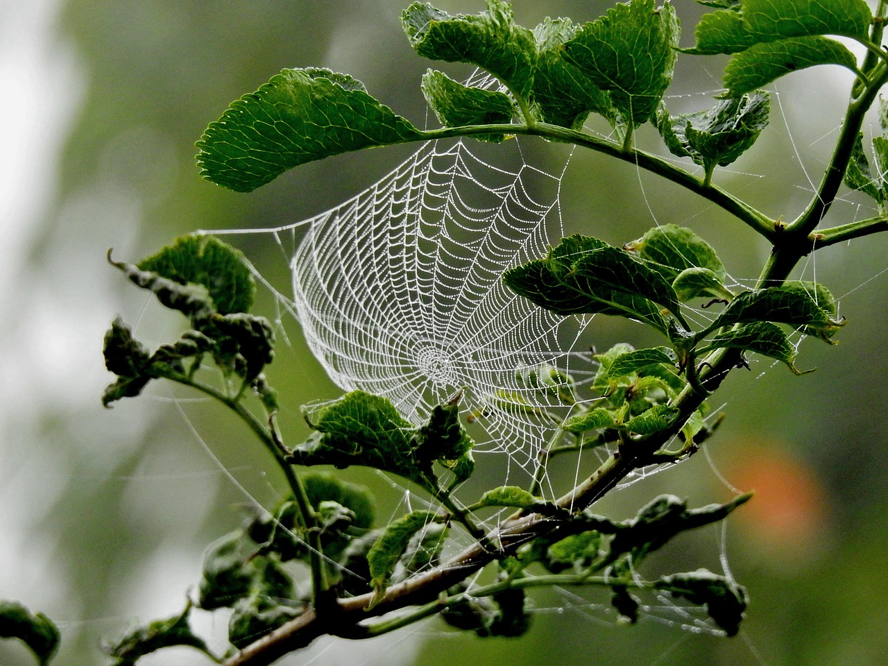 Image - canvas spider nature