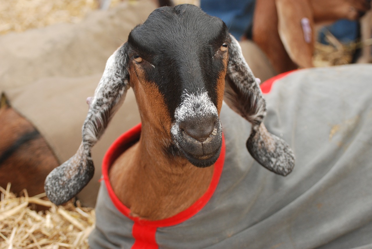 Image - goat anglo nubian lop eared