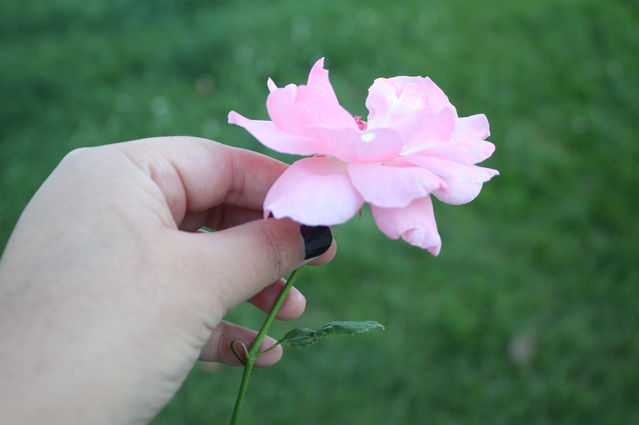 Image - rosa hand landscape flower love