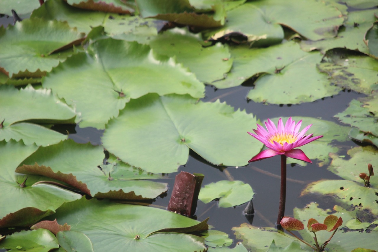 Image - river lotus red lotus