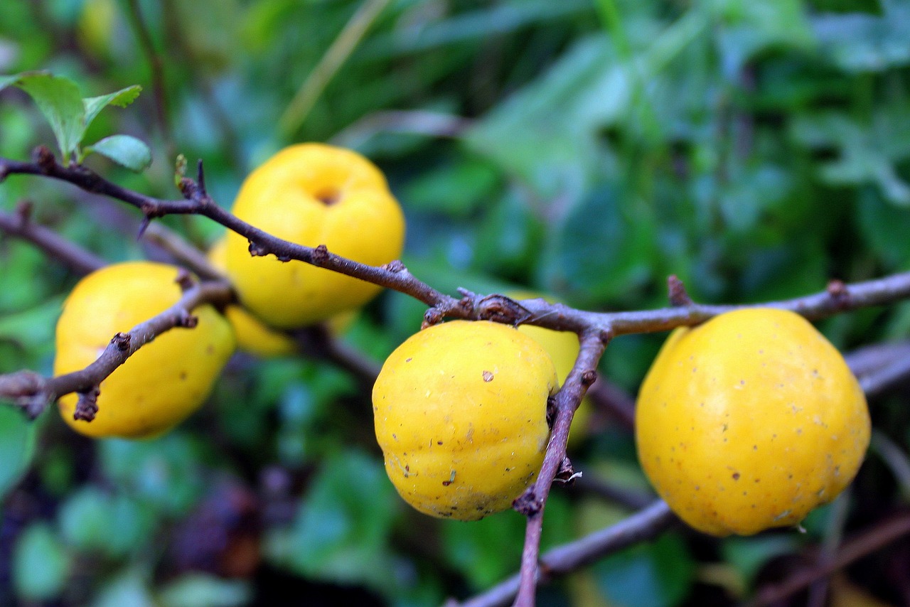 Image - pigwowiec japanese ornamental shrub