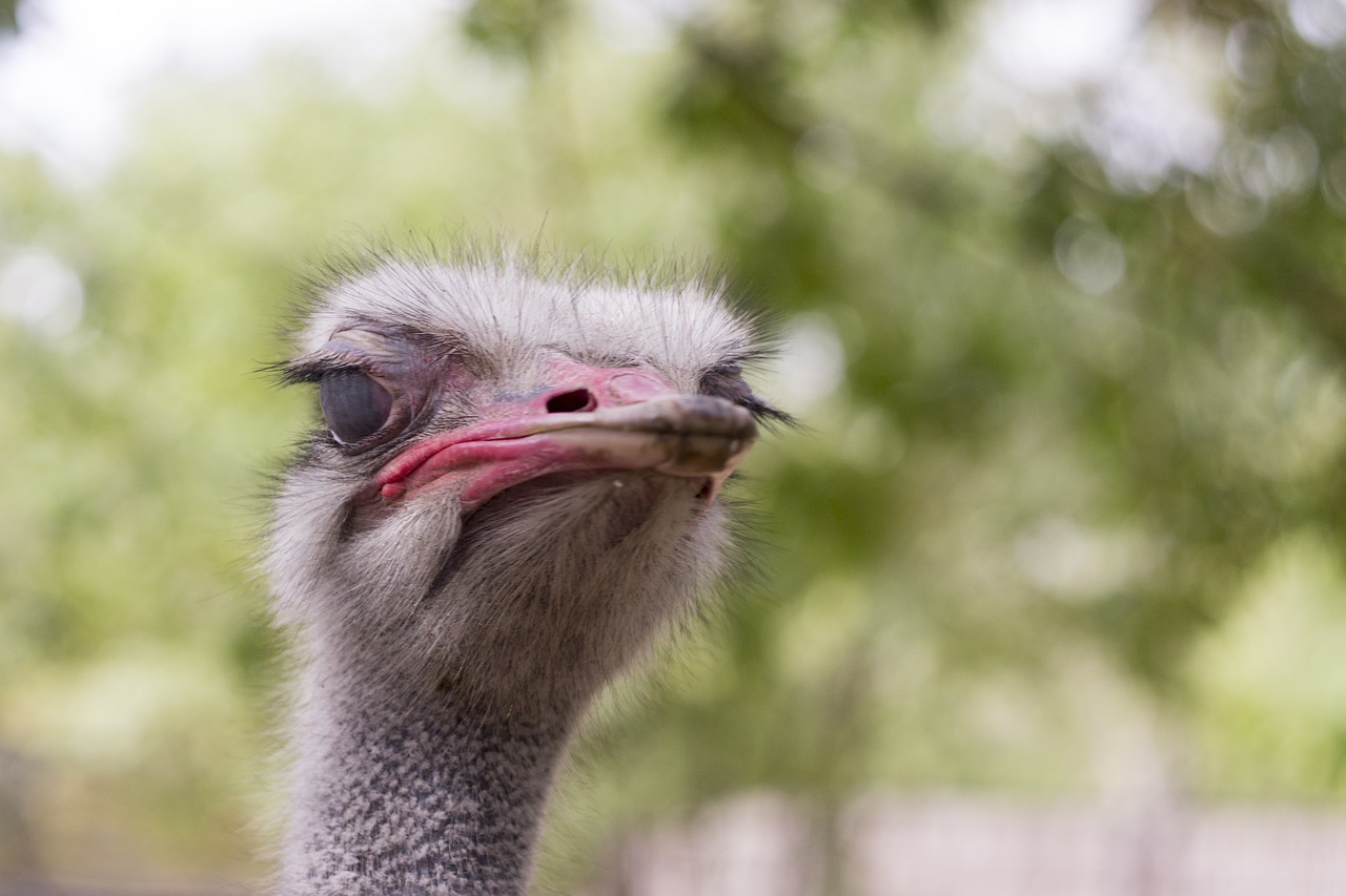 Image - ostrich head animals zoo