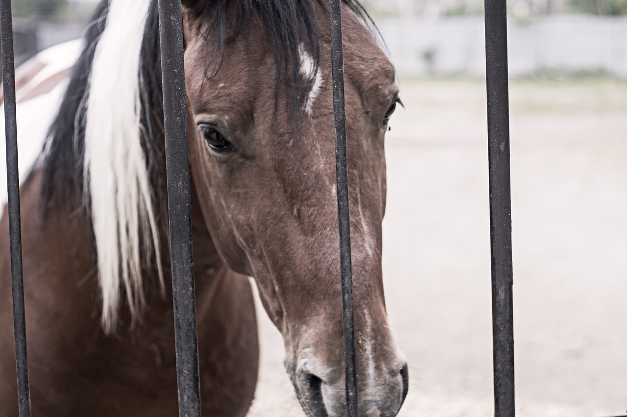 Image - horse zoo cage