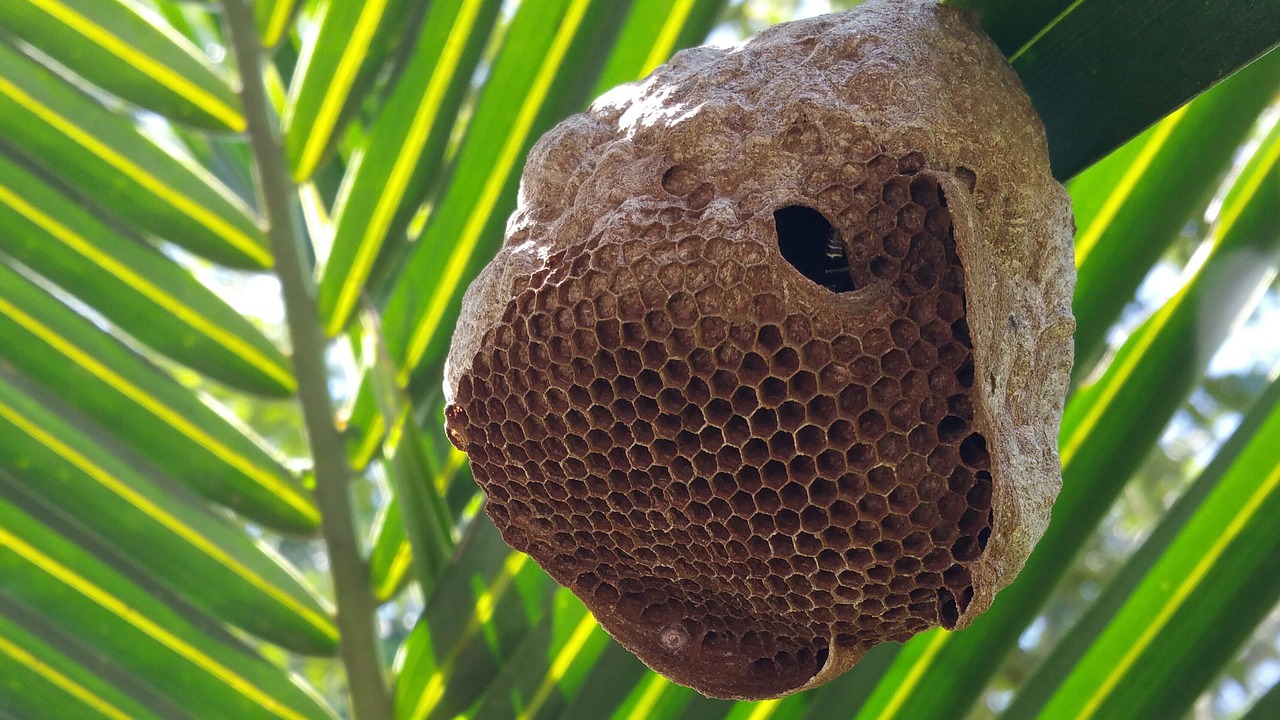 Image - bee hive bee palm nest tropical