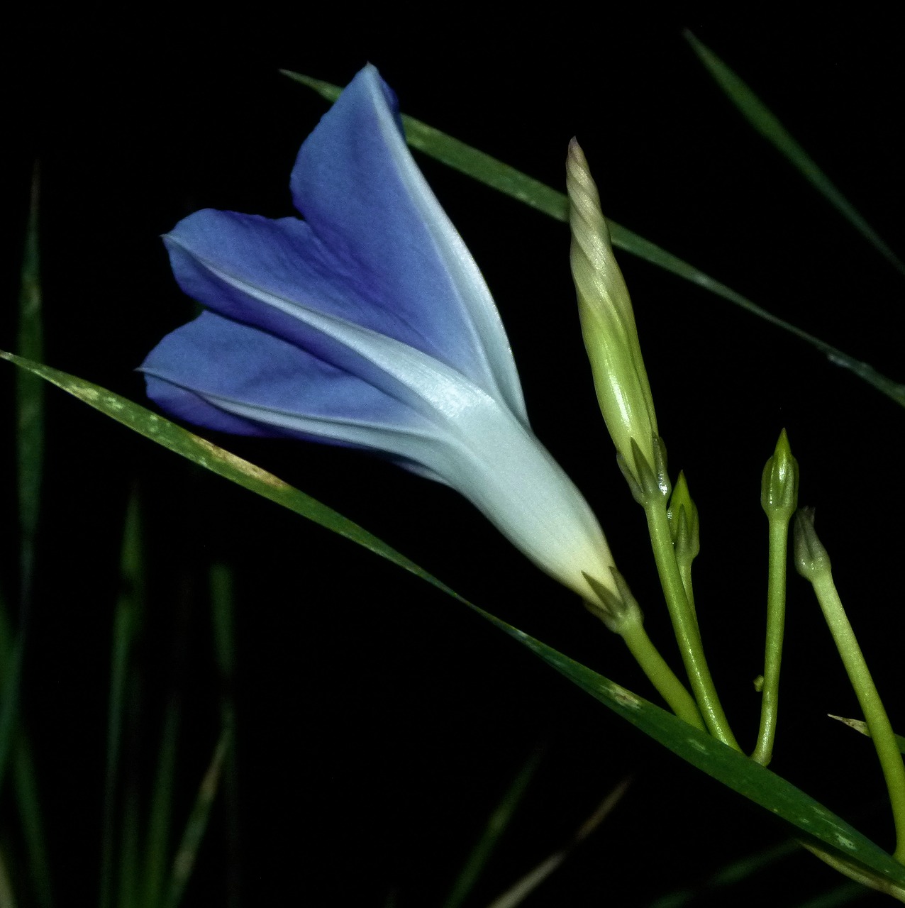 Image - morning glory flower flora blossom