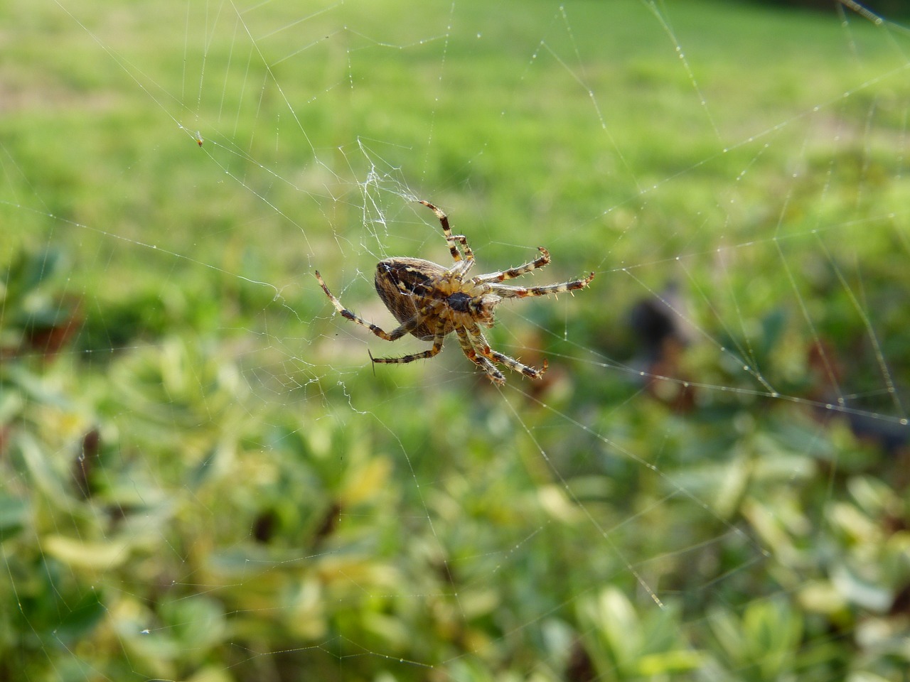 Image - spider garden canvas