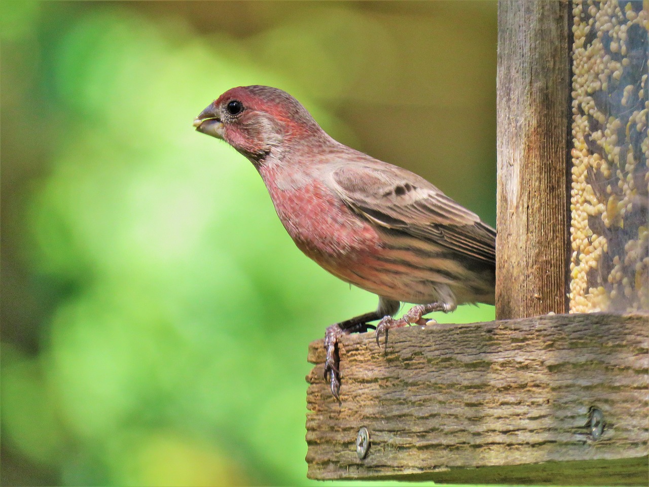 Image - bird colorful wildlife velvet