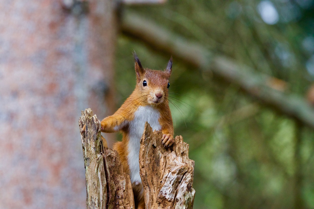 Image - squirrel red wildlife nature