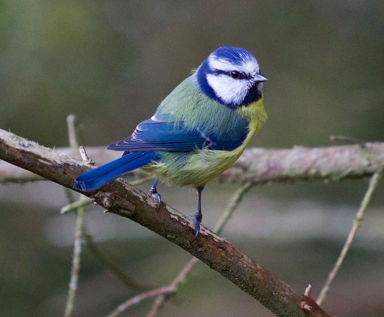 Image - bird blue tit yellow wildlife