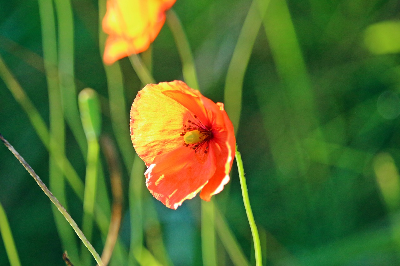 Image - poppy blossom bloom evening light