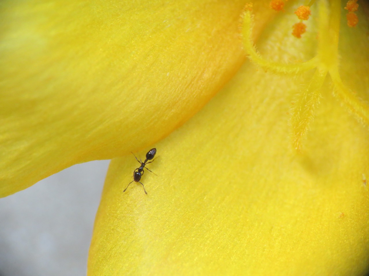 Image - flower tiny bloom tiny ant garden