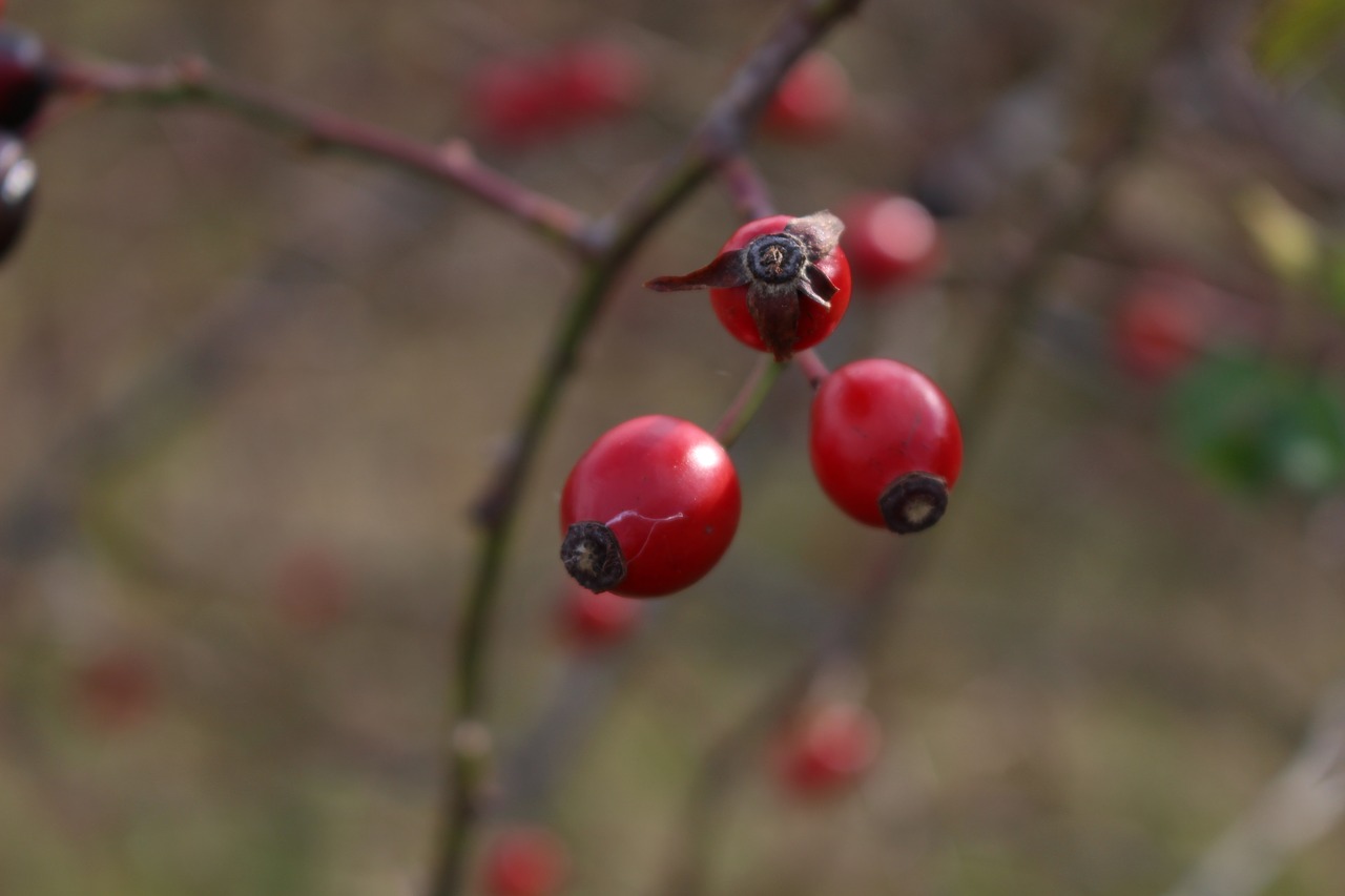 Image - darts a branch nature red