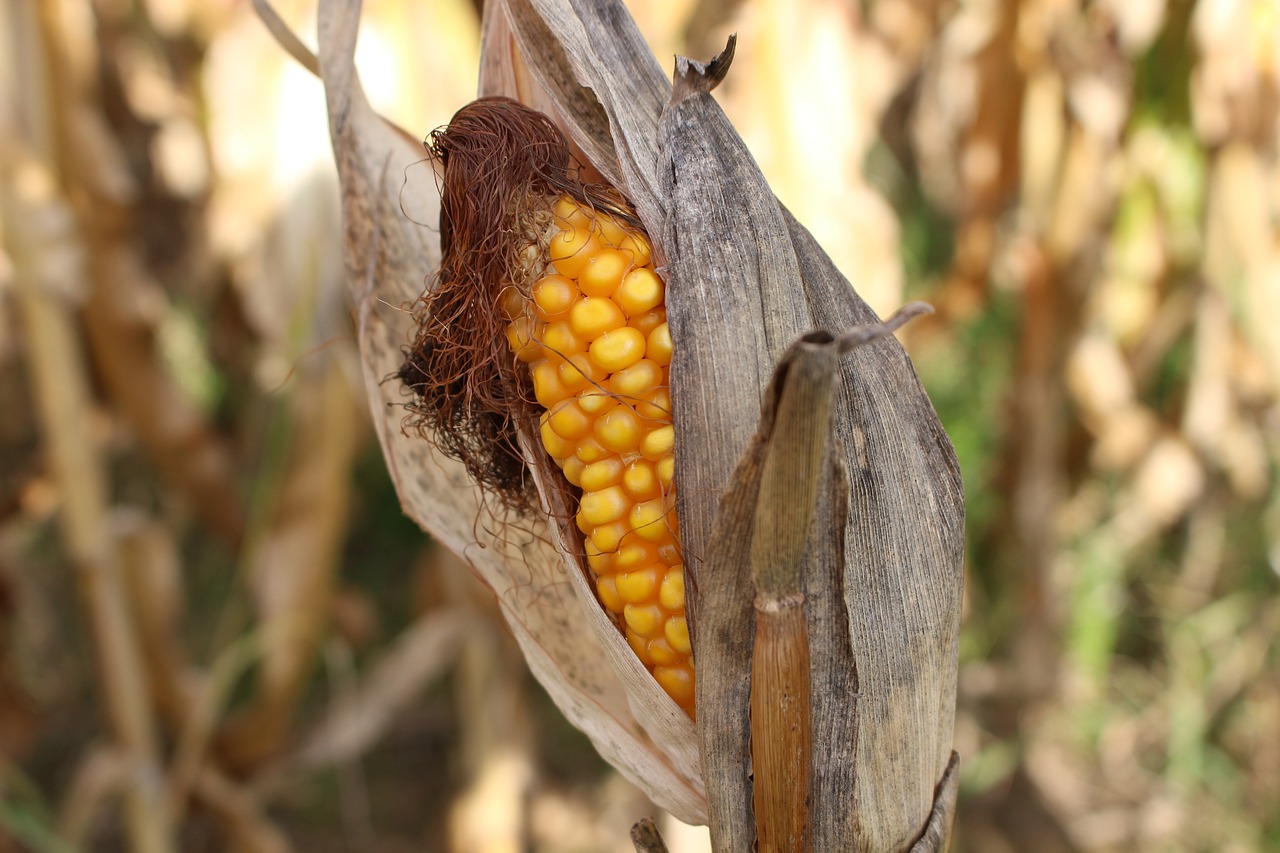 Image - corn on the cob drought nature