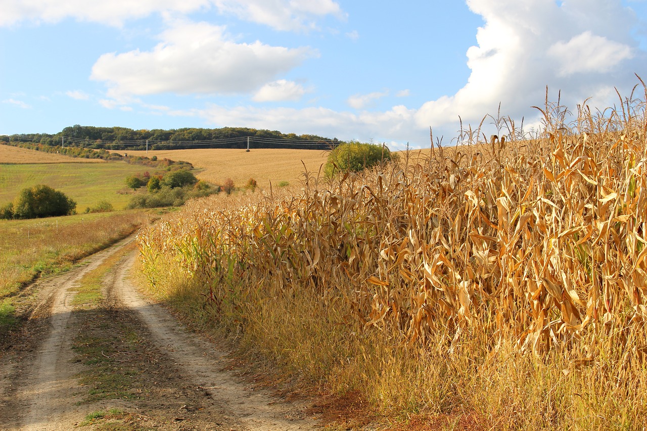 Image - corn on the cob field nature