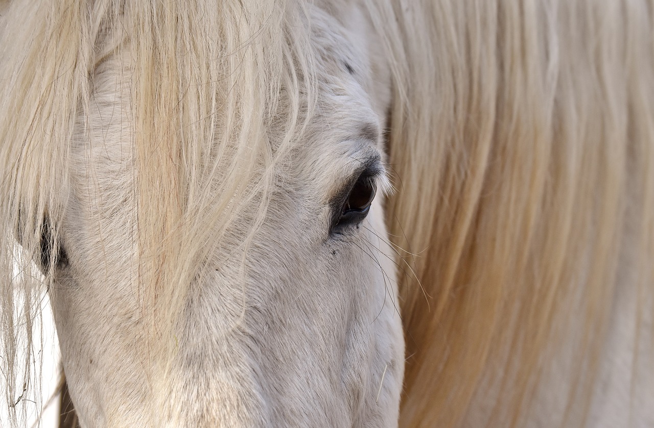 Image - mold horse white close eye