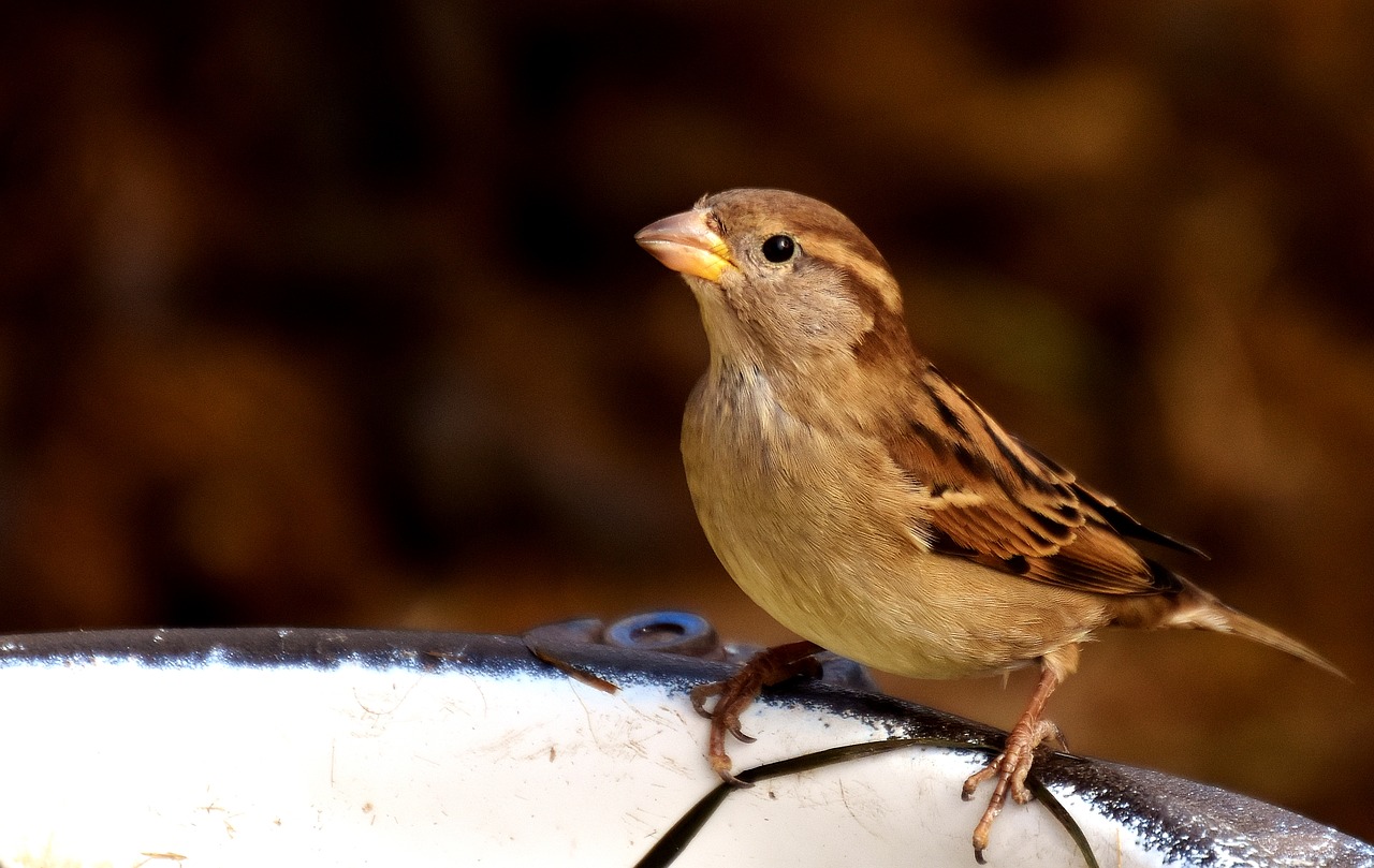 Image - sparrow water bottle small bird