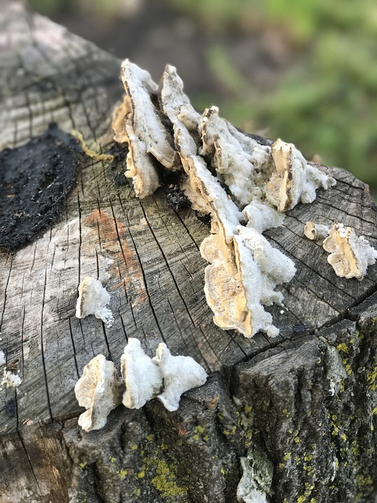 Image - mushroom fungus nature stump