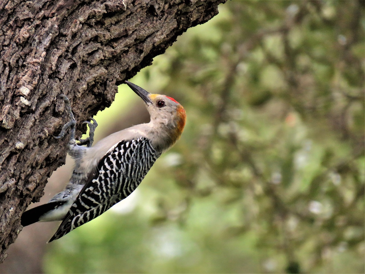 Image - bird woodpecker wildlife