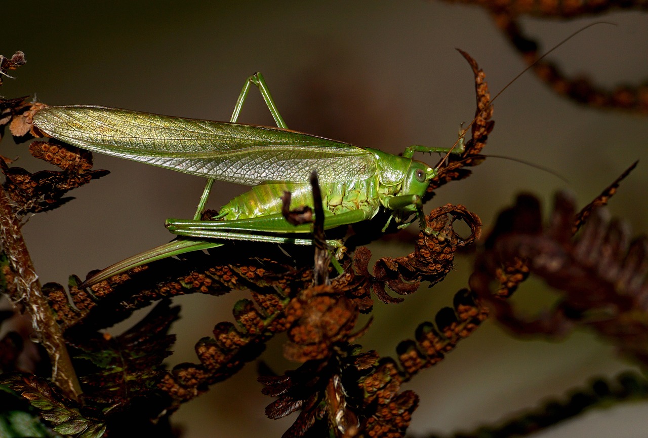 Image - grasshopper insect flight insect