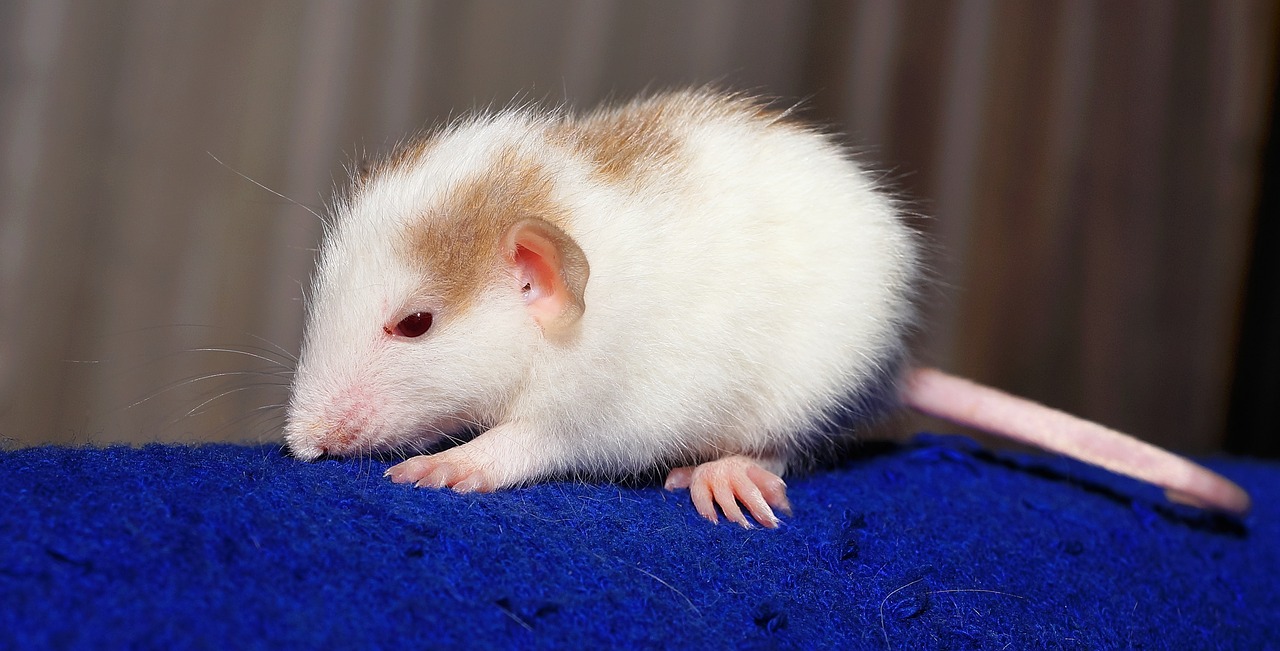 Image - rat color rat young animal mammal