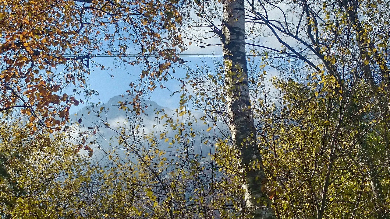 Image - twigs delicate birch autumn