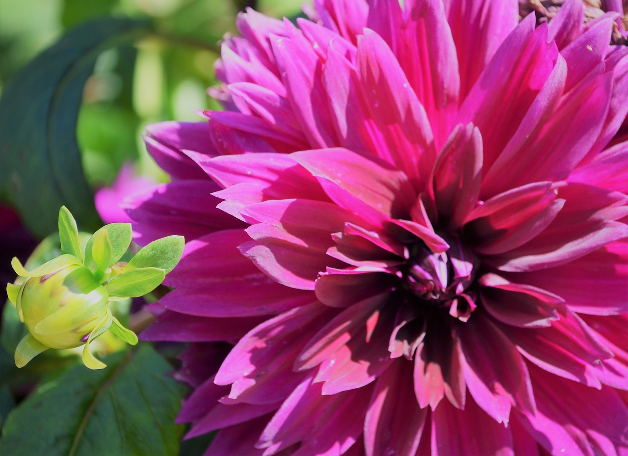 Image - dahlia flower floral garden nature