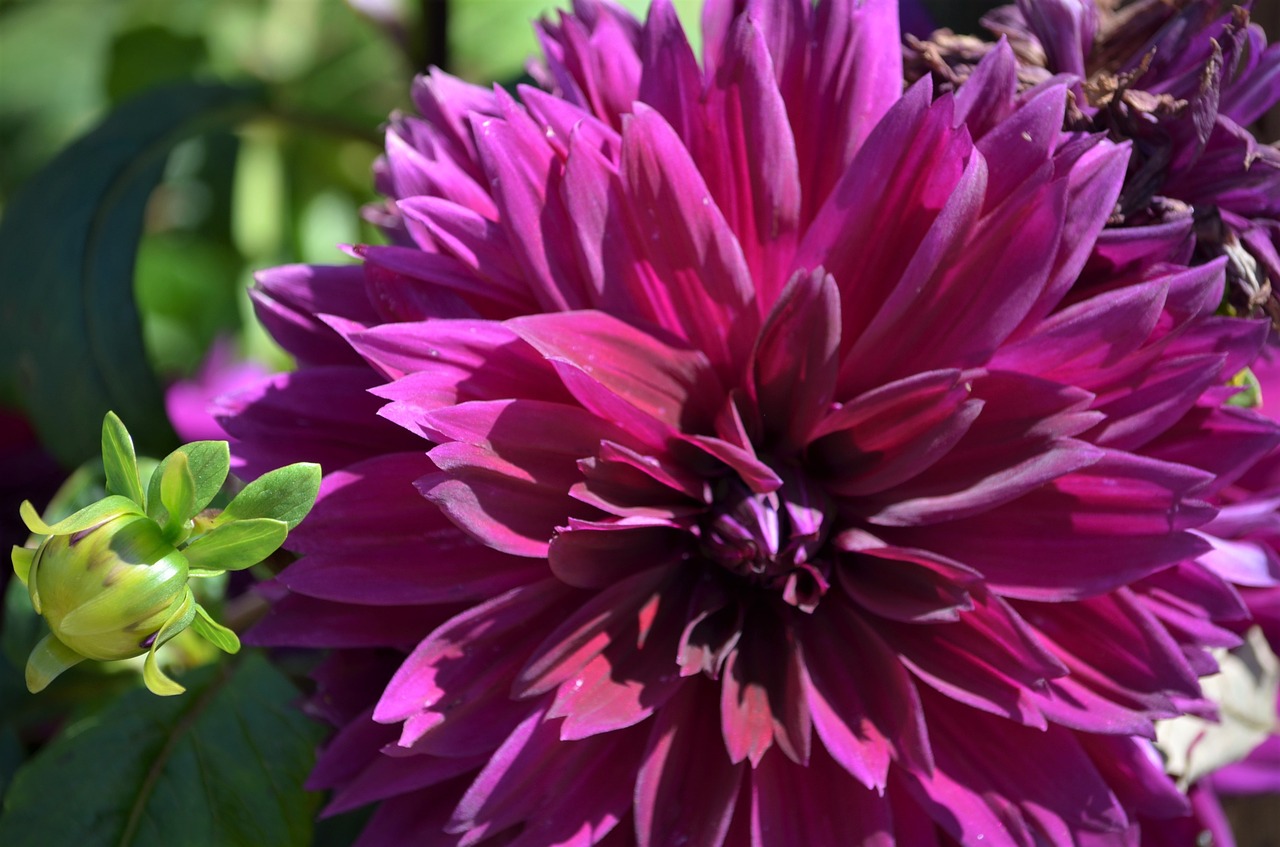 Image - dahlia purple flower floral macro