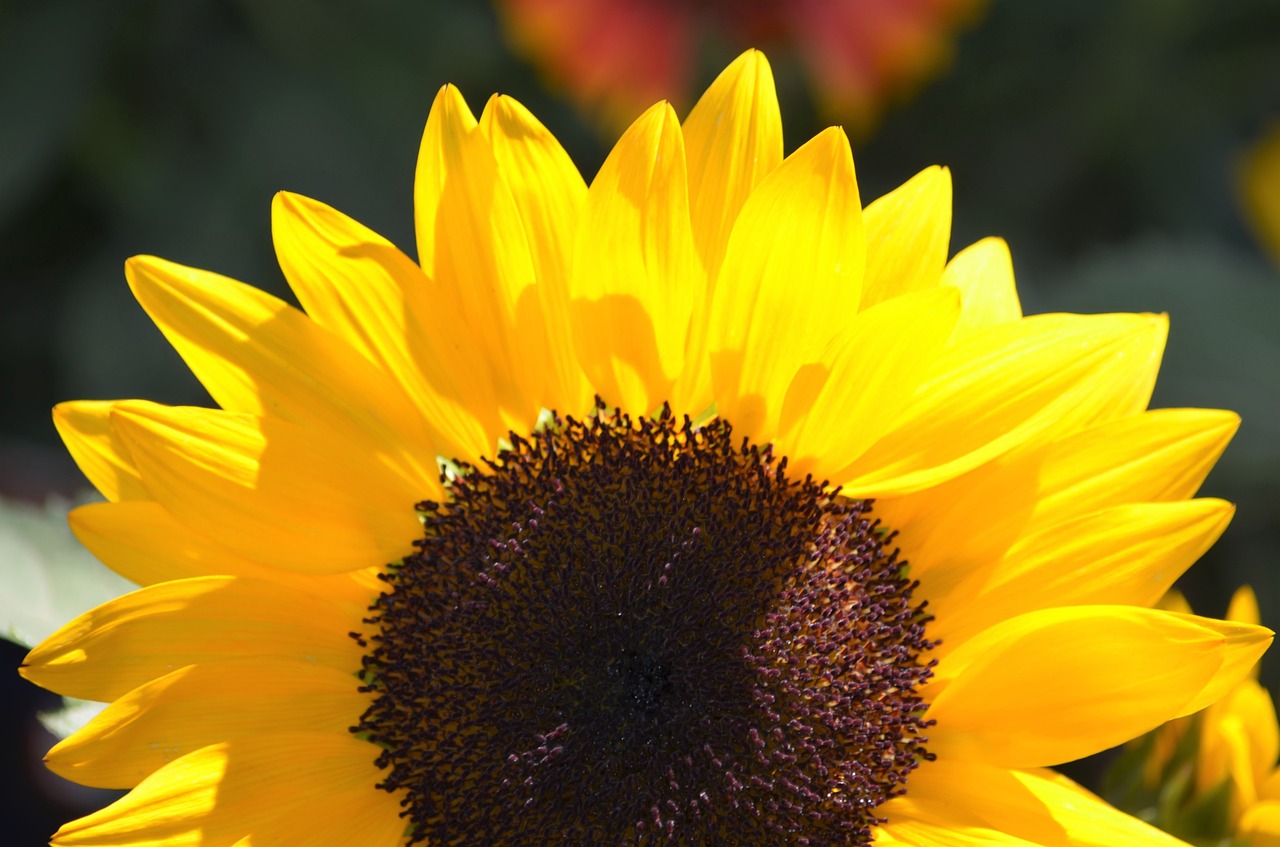 Image - sunflower macro floral flower