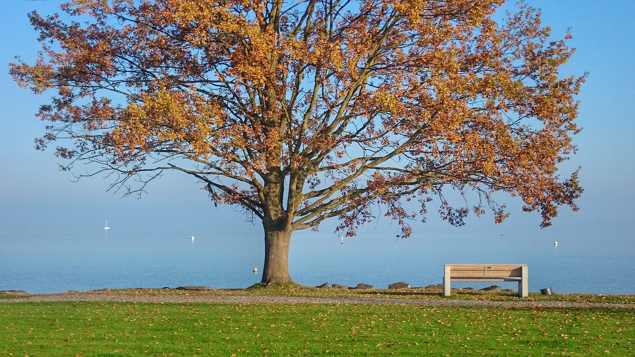 Image - autumn tree lake bench park