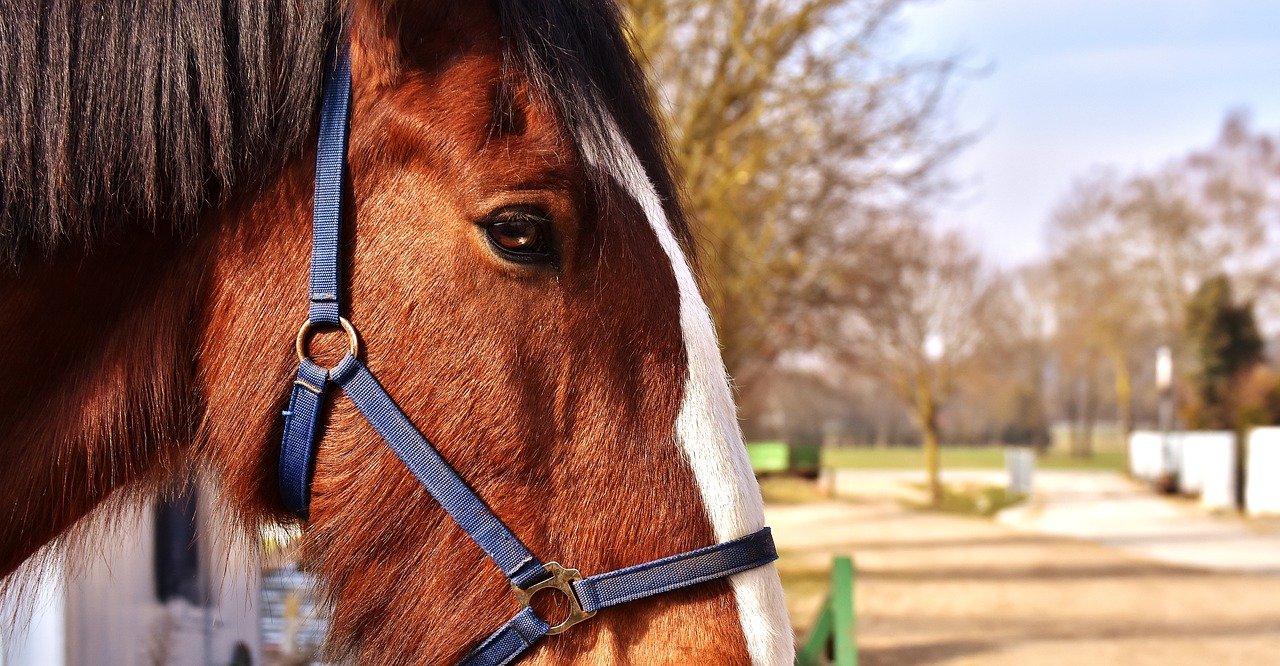 Image - shire horse horse coupling