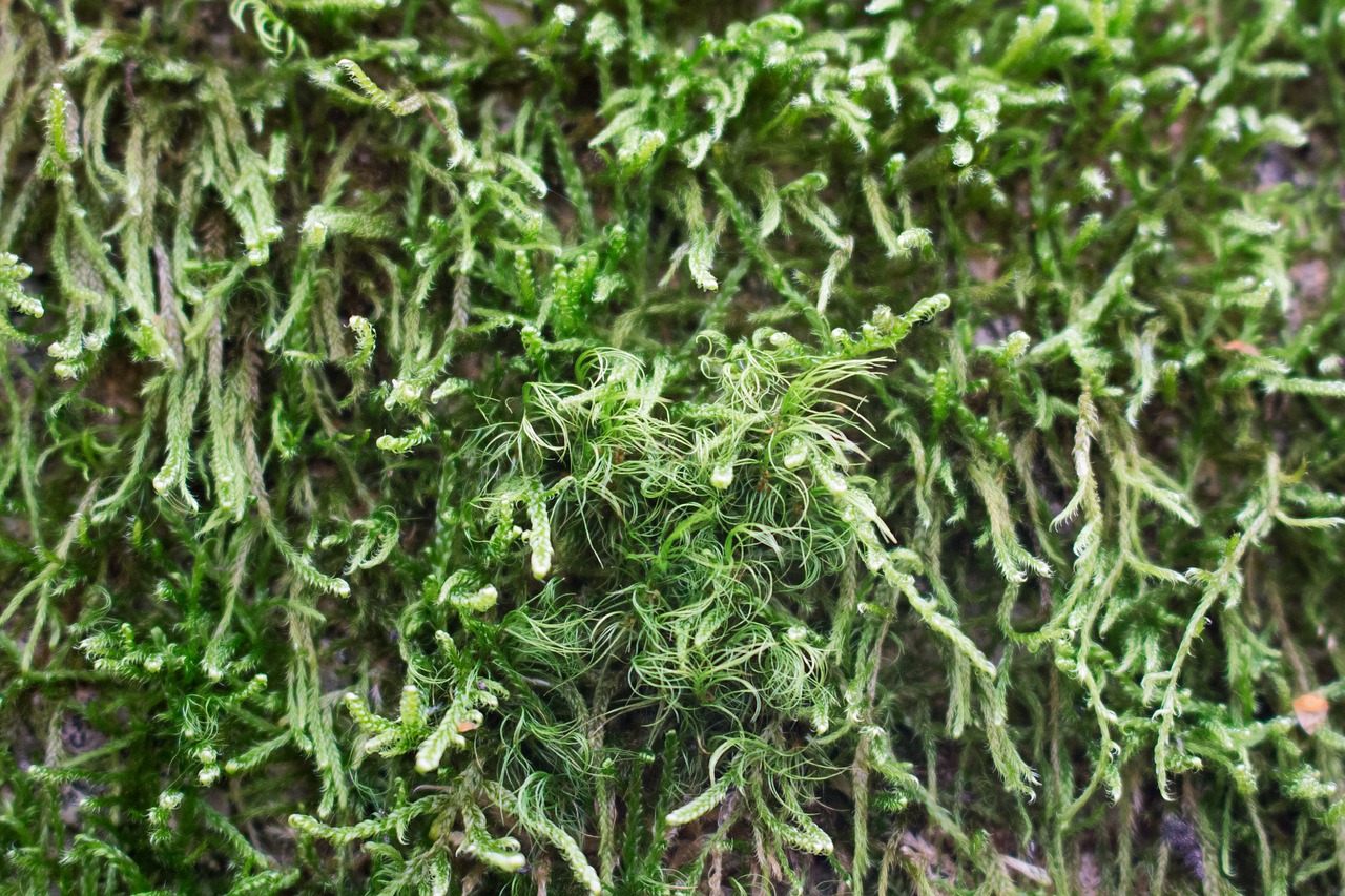 Image - moss green texture forest nature