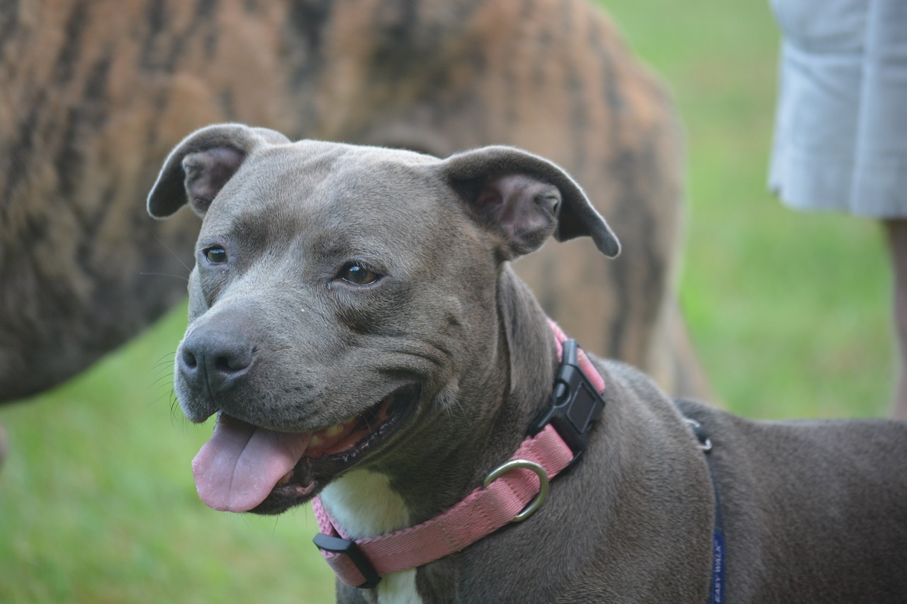 Image - dog pit bull canine