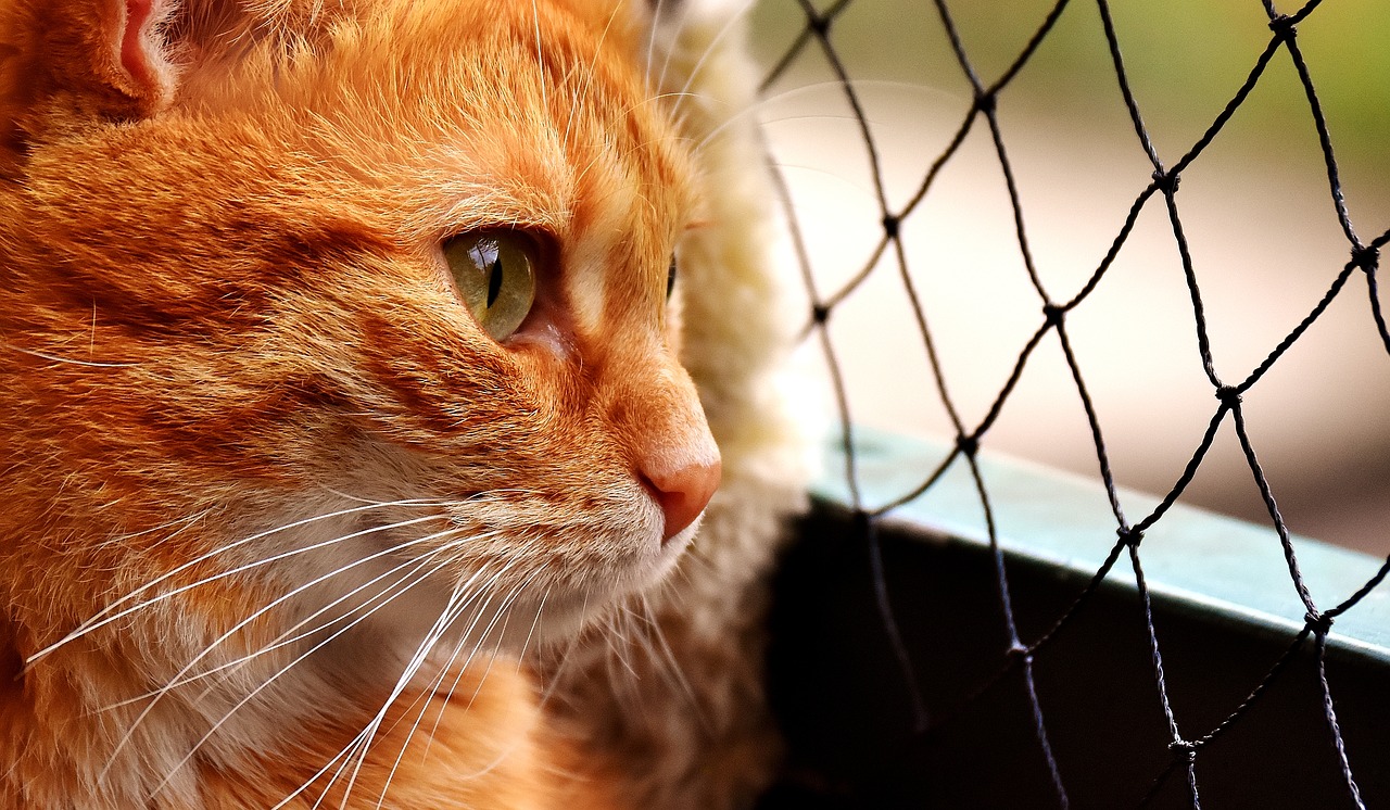 Image - cat mackerel photograph