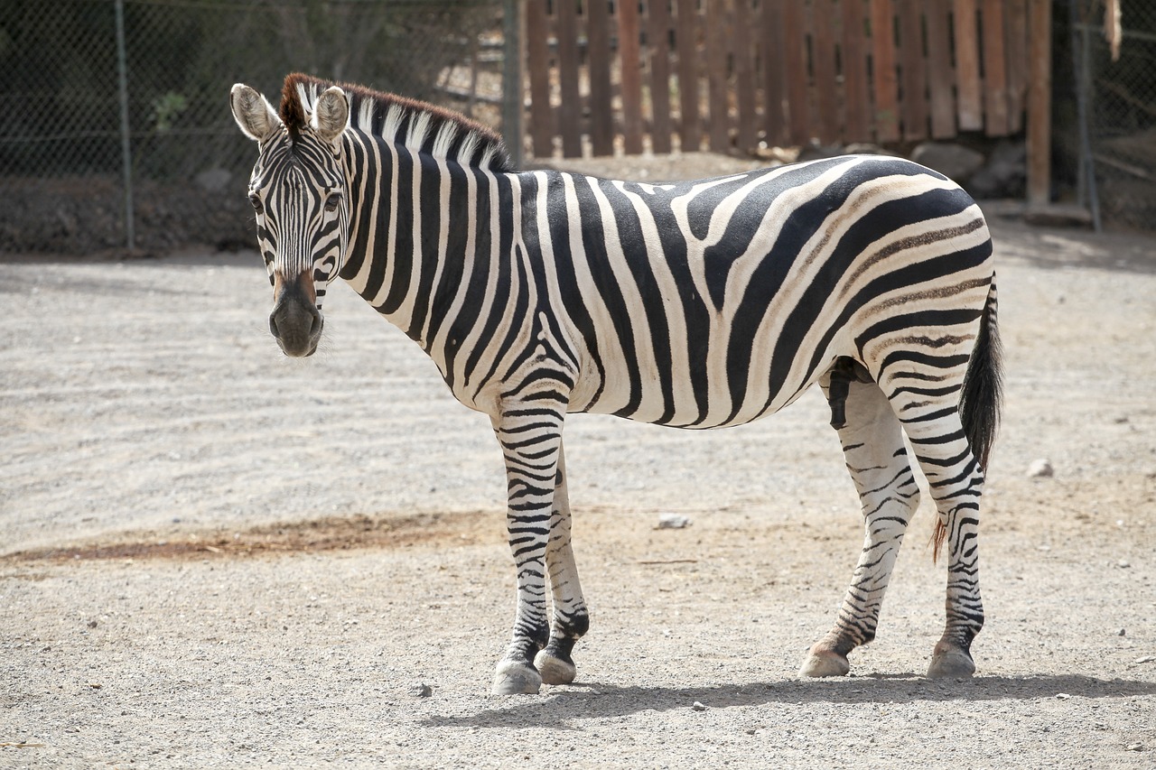 Image - zebra animal striped