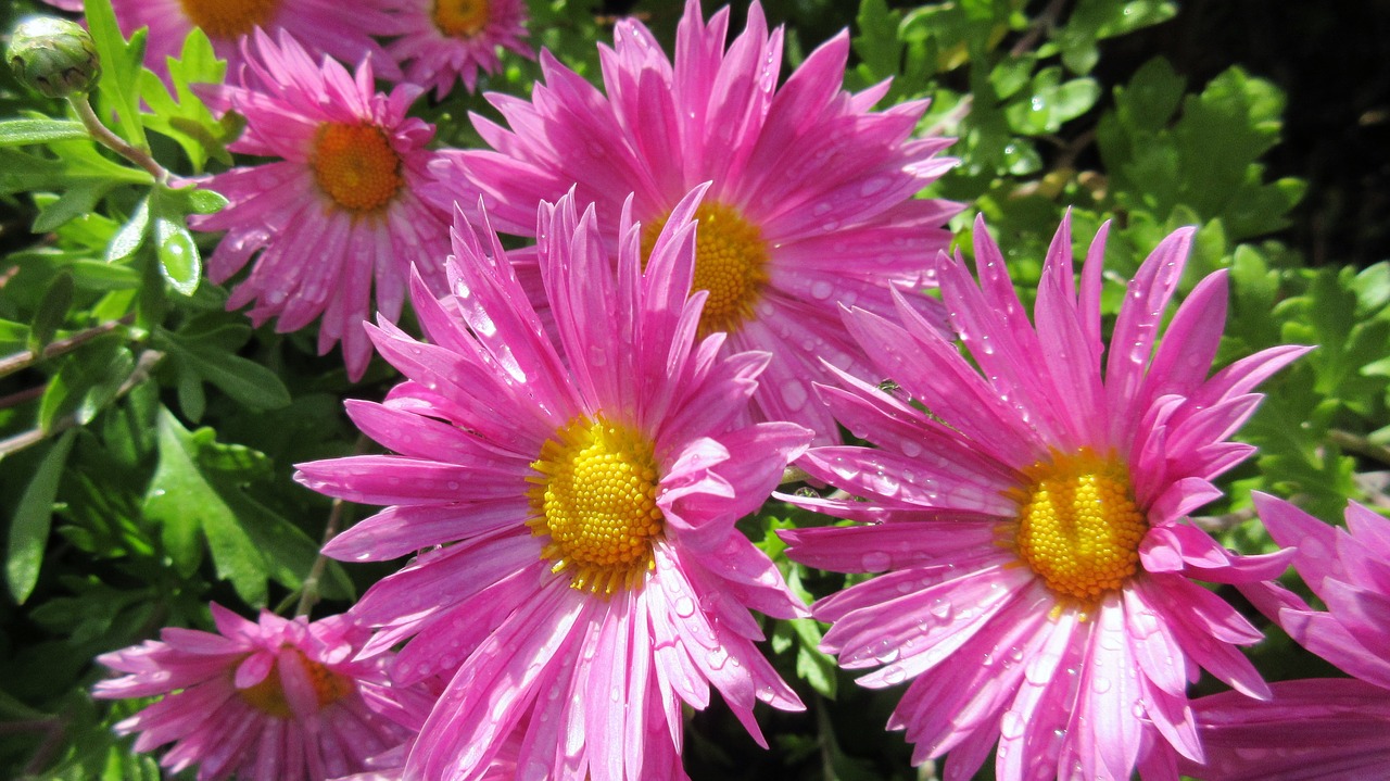 Image - aster pink flower autumn nature
