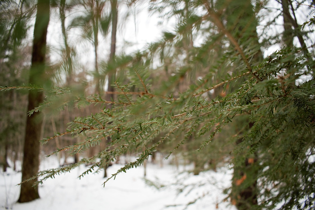 Image - winter christmas evergreen tree
