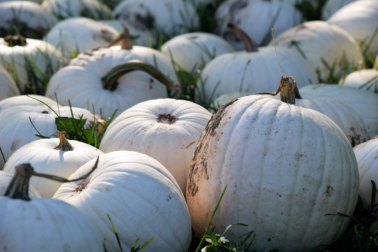 Image - white pumpkin thanksgiving harvest