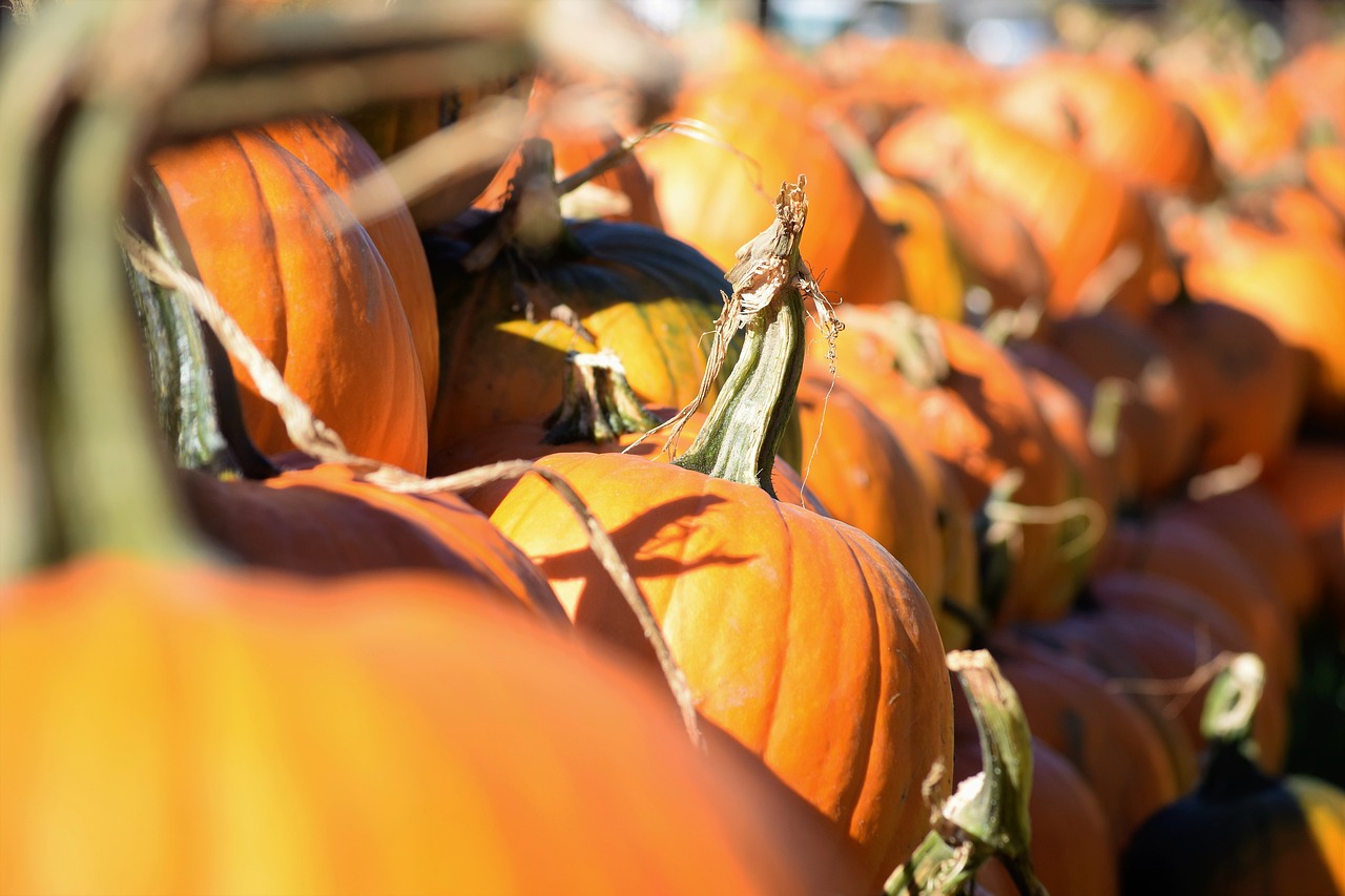 Image - pumpkin harvest pumpkin patch