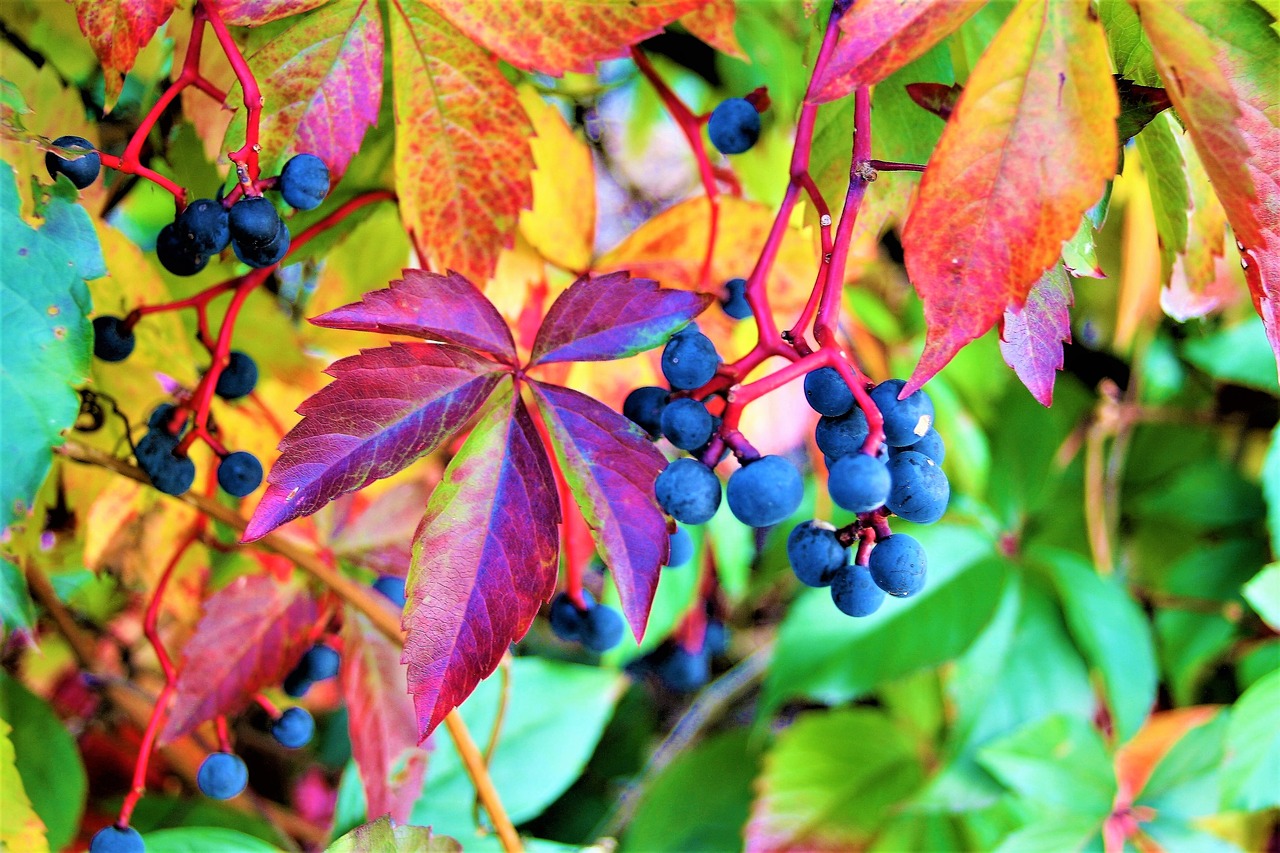 Image - foliage grapes colorful autumn