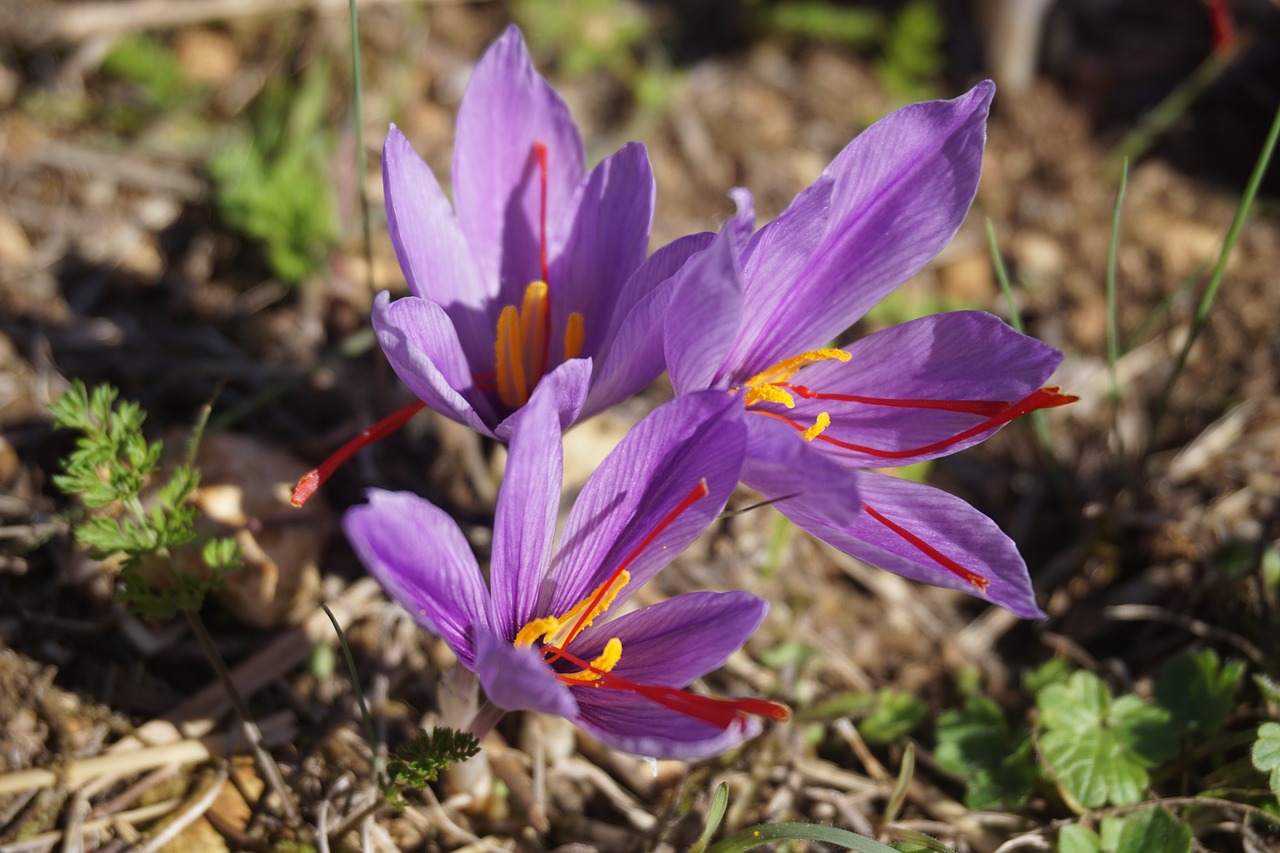 Image - saffron crocus sativus harvest