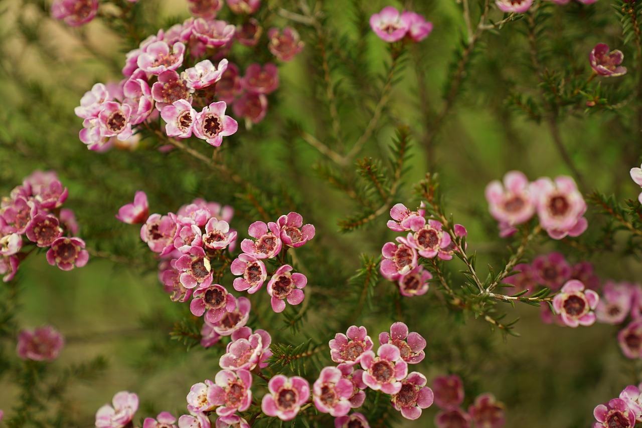 Image - wild flowers bush botanical blossom