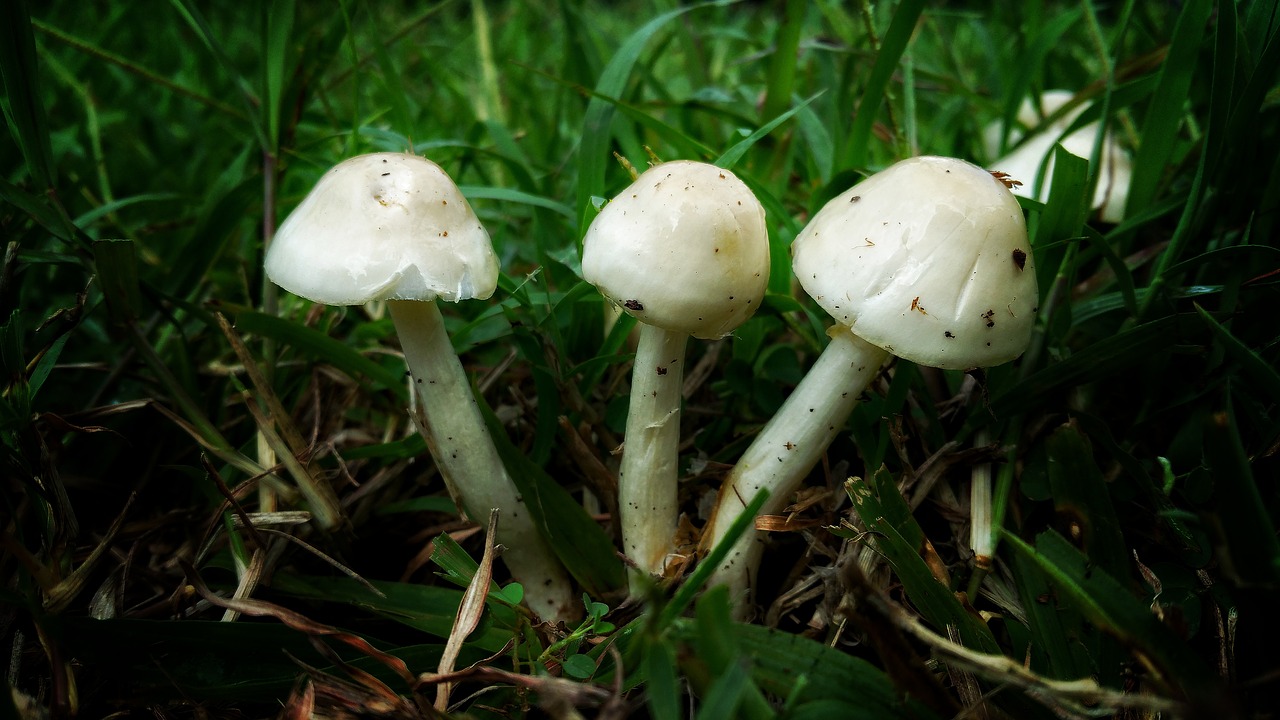 Image - mushrooms triple fungus