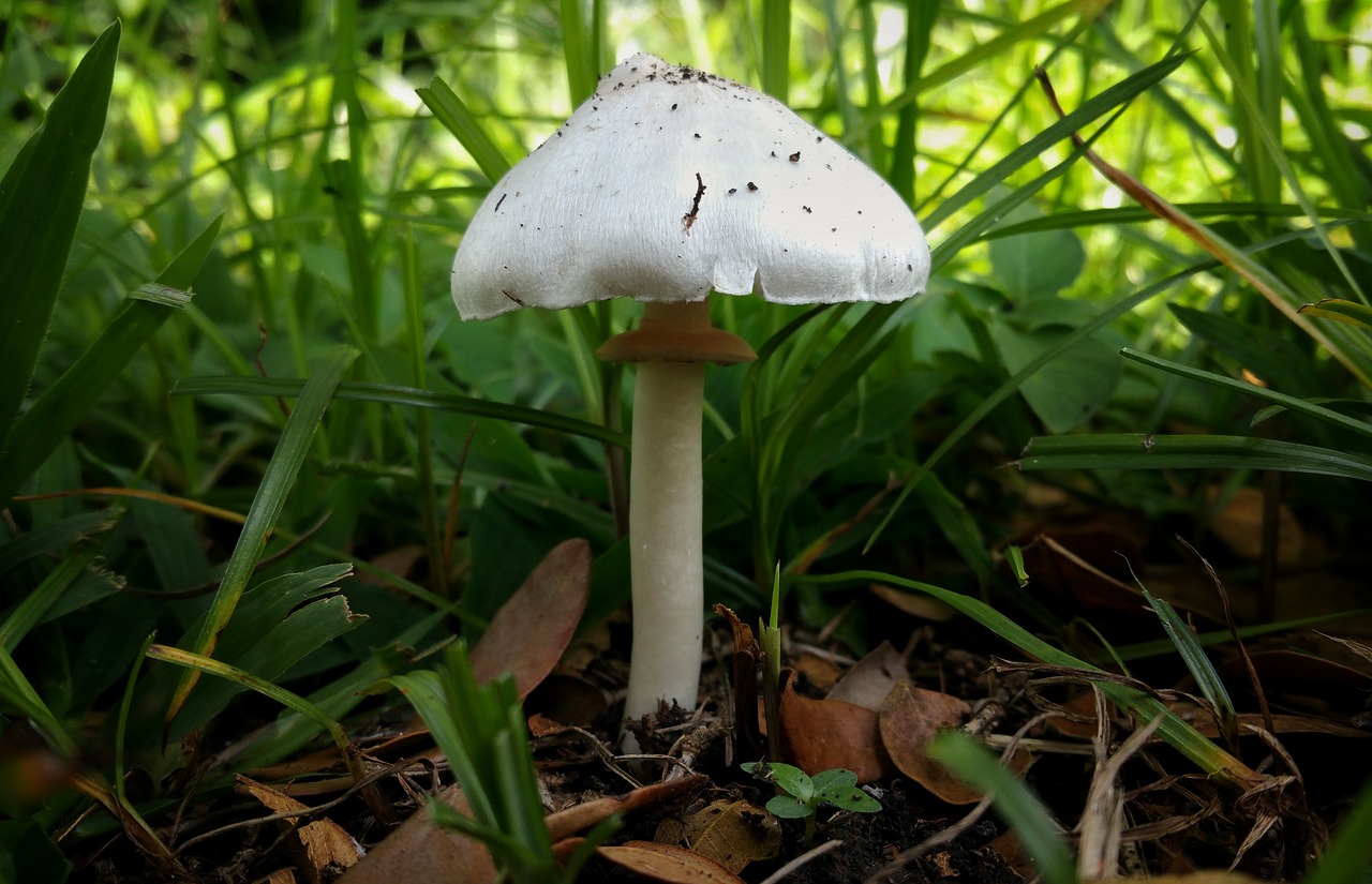 Image - mushroom fungus white stem summer