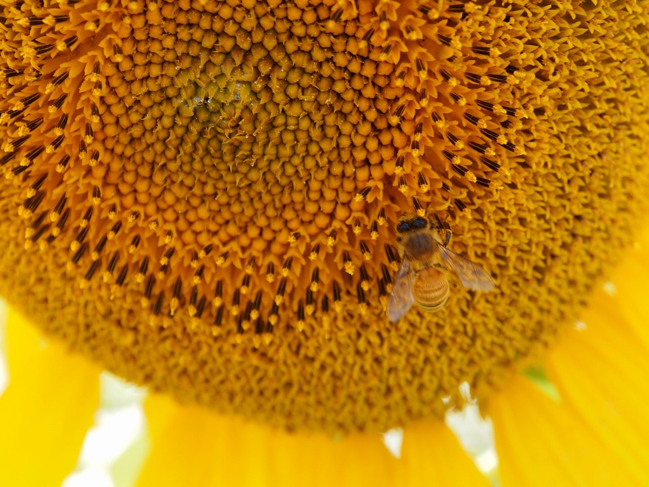 Image - sunflower yellow honeybee