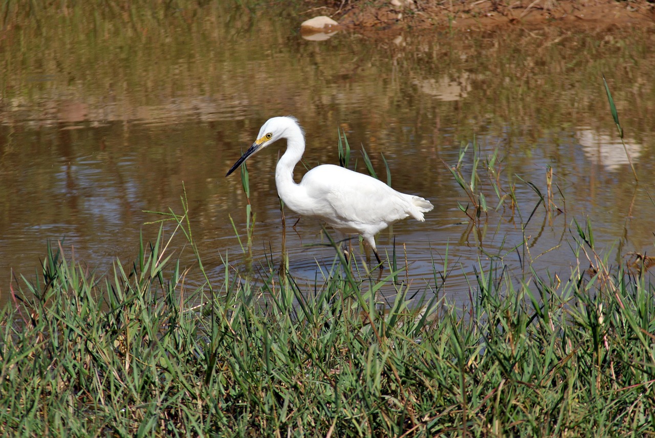 Image - heron river lake