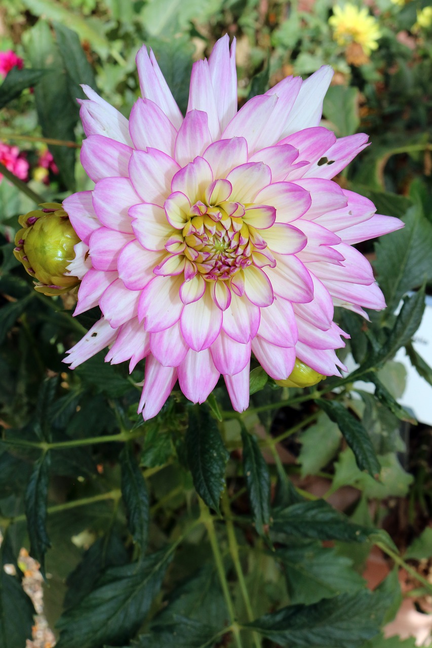 Image - dahlia flower pink purple yellow