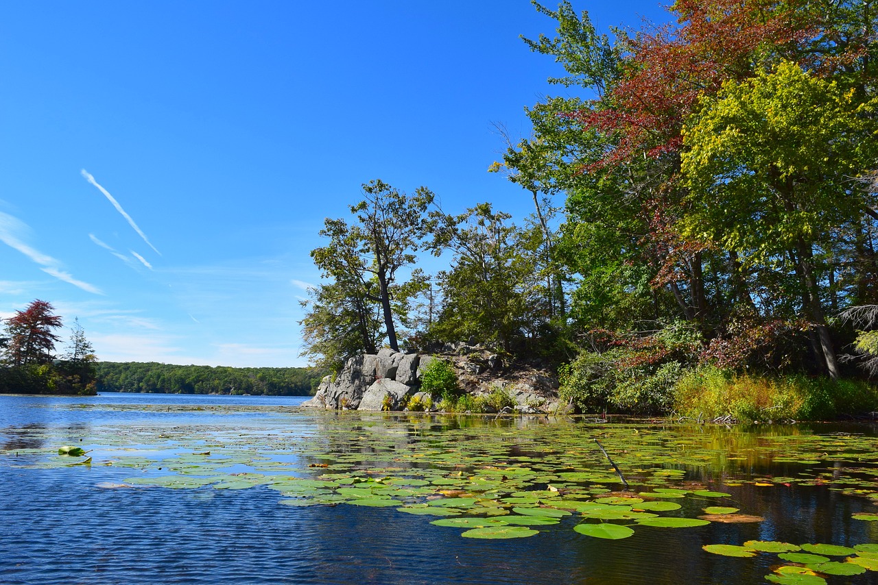 Image - lake trees lily pads sunshine