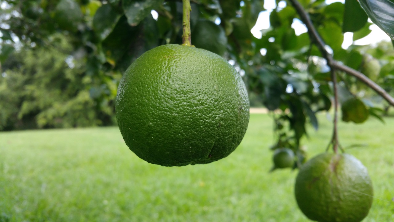 Image - orange green round leaves belize