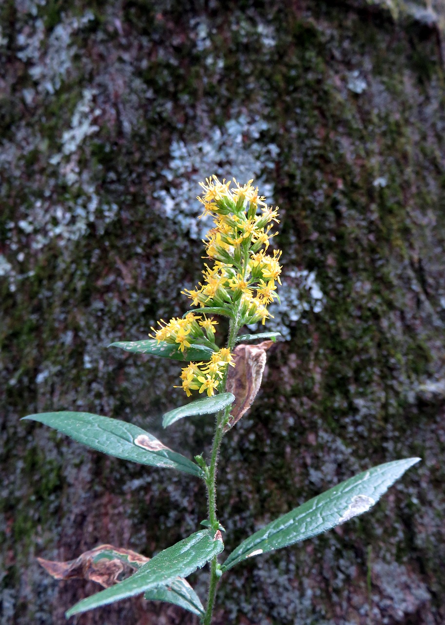 Image - yellow flower bark outdoors leaf