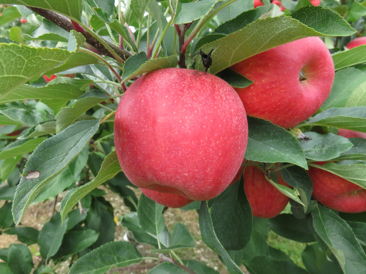 Image - apple tree leaves green red fruit